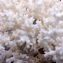 White Lace Coral Large Cluster Pocillopora Damicornis (1 coral approx 8.25L x 4.75H x 7D inches) White Lace Coral Cluster for home décor! Copyright 2026 SeaShellSupply.com.