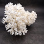 White Lace Coral Large Cluster Pocillopora Damicornis (1 coral approx 8.25L x 4.75H x 7D inches) White Lace Coral Cluster for home décor! Copyright 2025 SeaShellSupply.com.