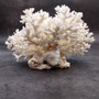 White Lace Coral Large Cluster Pocillopora Damicornis (1 coral approx 8.25L x 4.75H x 7D inches) White Lace Coral Cluster for home décor! Copyright 2026 SeaShellSupply.com.