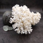 White Lace Coral Large Cluster Pocillopora Damicornis (1 coral approx 8.25L x 4.75H x 7D inches) White Lace Coral Cluster for home décor! Copyright 2026 SeaShellSupply.com.
