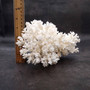 White Lace Coral Large Cluster Pocillopora Damicornis (1 coral approx 8.25L x 4.75H x 7D inches) White Lace Coral Cluster for home décor! Copyright 2026 SeaShellSupply.com.