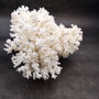 White Lace Coral Large Cluster Pocillopora Damicornis (1 coral approx 8.25L x 4.75H x 7D inches) White Lace Coral Cluster for home décor! Copyright 2025 SeaShellSupply.com.