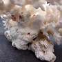 Large White Lace Coral Cluster (1 coral approx 8L x 4H x 7D inches) White Pocillopora Damicornis Lace Coral Cluster for home display!