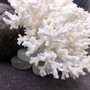 Large White Lace Coral Cluster (1 coral approx 8L x 4H x 7D inches) White Pocillopora Damicornis Lace Coral Cluster for home display!
