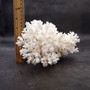 Large White Lace Coral Cluster (1 coral approx 8L x 4H x 7D inches) White Pocillopora Damicornis Lace Coral Cluster for home display!