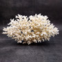 White Lace Coral Large Cluster Pocillopora Damicornis (1 coral approx. 9L x 5.5H X 4.5D inches) Lace Coral Cluster for home display & décor! Copyright 2026 SeaShellSupply.com.