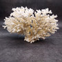White Lace Coral Large Cluster Pocillopora Damicornis (1 coral approx. 9L x 5.5H X 4.5D inches) Lace Coral Cluster for home display & décor! Copyright 2026 SeaShellSupply.com.