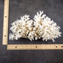 White Lace Coral Large Cluster Pocillopora Damicornis (1 coral approx. 9L x 5.5H X 4.5D inches) Lace Coral Cluster for home display & décor! Copyright 2026 SeaShellSupply.com.
