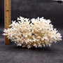 White Lace Coral Large Cluster Pocillopora Damicornis (1 coral approx. 9L x 5.5H X 4.5D inches) Lace Coral Cluster for home display & décor!