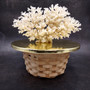 White Lace Coral Large Cluster Pocillopora Damicornis (1 coral approx. 9L x 5.5H X 4.5D inches) Lace Coral Cluster for home display & décor! Copyright 2026 SeaShellSupply.com.