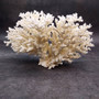 White Lace Coral Large Cluster Pocillopora Damicornis (1 coral approx. 9L x 5.5H X 4.5D inches) Lace Coral Cluster for home display & décor! Copyright 2026 SeaShellSupply.com.