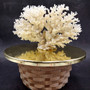 White Lace Coral Large Cluster Pocillopora Damicornis (1 coral approx. 9L x 5.5H X 4.5D inches) Lace Coral Cluster for home display & décor! Copyright 2026 SeaShellSupply.com.