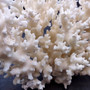 White Lace Coral Large Cluster Pocillopora Damicornis (1 coral approx. 9L x 5.5H X 4.5D inches) Lace Coral Cluster for home display & décor! Copyright 2026 SeaShellSupply.com.