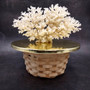 White Lace Coral Large Cluster Pocillopora Damicornis (1 coral approx. 9L x 5.5H X 4.5D inches) Lace Coral Cluster for home display & décor! Copyright 2026 SeaShellSupply.com.