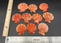 Amber Orange Scallop Seashell Halves Noble Pecten Nobolis (Approx. quarter pound shells 2+ inches) Orange Scallop Shells for arts & crafts!