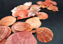 Amber Orange Scallop Seashell Halves Noble Pecten Nobolis (Approx. quarter pound shells 2+ inches) Orange Scallop Shells for arts & crafts!