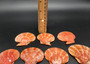 Amber Orange Scallop Seashell Halves Noble Pecten Nobolis (Approx. quarter pound shells 2+ inches) Orange Scallop Shells for arts & crafts!
