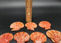 Amber Orange Scallop Seashell Halves Noble Pecten Nobolis (Approx. quarter pound shells 2+ inches) Orange Scallop Shells for arts & crafts!
