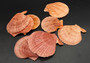 Amber Orange Scallop Seashell Halves Noble Pecten Nobolis (Approx. quarter pound shells 2+ inches) Orange Scallop Shells for arts & crafts!
