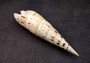 Marlinspike Auger Seashell (6-8 inches) - Terebra Maculata. Spiral shells with a brown spotted design. Copyright 2024 SeaShellSupply.com.