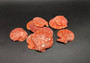 Fire Red Scallop Shell Halves Noble Pecten Nobolis (Approx. quarter pound shells 2+ inches) Red Scallop seashells for arts & crafts!