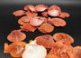 Fire Red Scallop Shell Halves Noble Pecten Nobolis (Approx. quarter pound shells 2+ inches) Red Scallop seashells for arts & crafts!