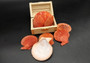 Fire Red Scallop Shell Halves Noble Pecten Nobolis (Approx. quarter pound shells 2+ inches) Red Scallop seashells for arts & crafts!
