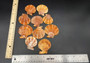 Tawny Brown Scallop Seashell Halves Noble Pecten Nobolis (Approx. quarter pound shells 2+ inches) Brown Scallop Shells for arts & crafts!