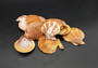 Tawny Brown Scallop Seashell Halves Noble Pecten Nobolis (Approx. quarter pound shells 2+ inches) Brown Scallop Shells for arts & crafts!