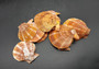 Tawny Brown Scallop Seashell Halves Noble Pecten Nobolis (Approx. quarter pound shells 2+ inches) Brown Scallop Shells for arts & crafts!