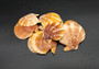 Tawny Brown Scallop Seashell Halves Noble Pecten Nobolis (Approx. quarter pound shells 2+ inches) Brown Scallop Shells for arts & crafts!
