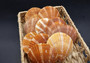 Tawny Brown Scallop Seashell Halves Noble Pecten Nobolis (Approx. quarter pound shells 2+ inches) Brown Scallop Shells for arts & crafts!