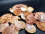 Tawny Brown Scallop Seashell Halves Noble Pecten Nobolis (Approx. quarter pound shells 2+ inches) Brown Scallop Shells for arts & crafts!