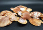 Tawny Brown Scallop Seashell Halves Noble Pecten Nobolis (Approx. quarter pound shells 2+ inches) Brown Scallop Shells for arts & crafts!