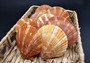 Tawny Brown Scallop Seashell Halves Noble Pecten Nobolis (Approx. quarter pound shells 2+ inches) Brown Scallop Shells for arts & crafts!