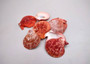 Quarter pound or 4 ounces of Crimson Red Scallop Noble Pectin Halves Pecten Nobolis, red brownish color with a natural pattern. Copyright 2025 SeaShellSupply.com.