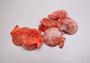 Quarter pound or 4 ounces of Crimson Red Scallop Noble Pectin Halves Pecten Nobolis, red brownish color with a natural pattern. Copyright 2025 SeaShellSupply.com.