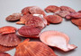 Two Quarter pound or 4 ounces of Crimson Red Scallop Noble Pectin Halves Pecten Nobolis, red brownish color with a natural pattern. Copyright 2025 SeaShellSupply.com.