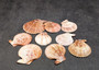 Peanut Brown Scallop Noble Pecten Halves Pecten Nobolis (Approx. quarter pound shells 2+ inches) Brown Scallop shells for arts & crafts!  Copyright 2025 SeaShellSupply.com.