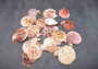 Peanut Brown Scallop Noble Pecten Halves Pecten Nobolis (Approx. quarter pound shells 2+ inches) Brown Scallop shells for arts & crafts!  Copyright 2025 SeaShellSupply.com.