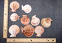 Peanut Brown Scallop Noble Pecten Halves Pecten Nobolis (Approx. quarter pound shells 2+ inches) Brown Scallop shells for arts & crafts!  Copyright 2025 SeaShellSupply.com.