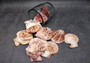 Peanut Brown Scallop Noble Pecten Halves Pecten Nobolis (Approx. quarter pound shells 2+ inches) Brown Scallop shells for arts & crafts!  Copyright 2025 SeaShellSupply.com.