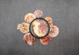 Peanut Brown Scallop Noble Pecten Halves Pecten Nobolis (Approx. quarter pound shells 2+ inches) Brown Scallop shells for arts & crafts!  Copyright 2025 SeaShellSupply.com.