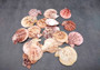 Peanut Brown Scallop Noble Pecten Halves Pecten Nobolis (Approx. quarter pound shells 2+ inches) Brown Scallop shells for arts & crafts!  Copyright 2025 SeaShellSupply.com.