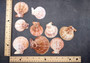 Peanut Brown Scallop Noble Pecten Halves Pecten Nobolis (Approx. quarter pound shells 2+ inches) Brown Scallop shells for arts & crafts!  Copyright 2025 SeaShellSupply.com.