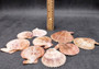 Peanut Brown Scallop Noble Pecten Halves Pecten Nobolis (Approx. quarter pound shells 2+ inches) Brown Scallop shells for arts & crafts!  Copyright 2025 SeaShellSupply.com.