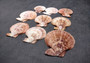 Peanut Brown Scallop Noble Pecten Halves Pecten Nobolis (Approx. quarter pound shells 2+ inches) Brown Scallop shells for arts & crafts!  Copyright 2025 SeaShellSupply.com.