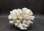 Brownstem White Coral Cluster Pocillopora Verrucosa (1 coral approx. 6.25L x 5H x 5D inches) Coral for coastal collections & display!