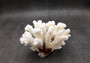 Brownstem White Coral Cluster Pocillopora Verrucosa (1 coral approx. 6.25L x 5H x 5D inches) Coral for coastal collections & display!