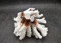 Brownstem White Coral Cluster Pocillopora Verrucosa (1 coral approx. 6.25L x 5H x 5D inches) Coral for coastal collections & display!